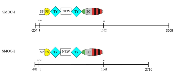 Abbildung 2.4  Humane cDNA und Aminosäuresequenz von SMOC-2. Das vorhergesagte Signalpeptid  ist  unterstrichen