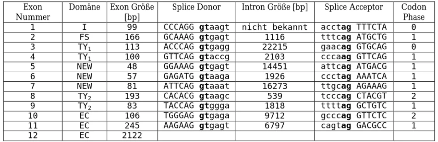 Tabelle 2.1 Exon-Intron Grenzen des humanen SMOC-1 Gen.  