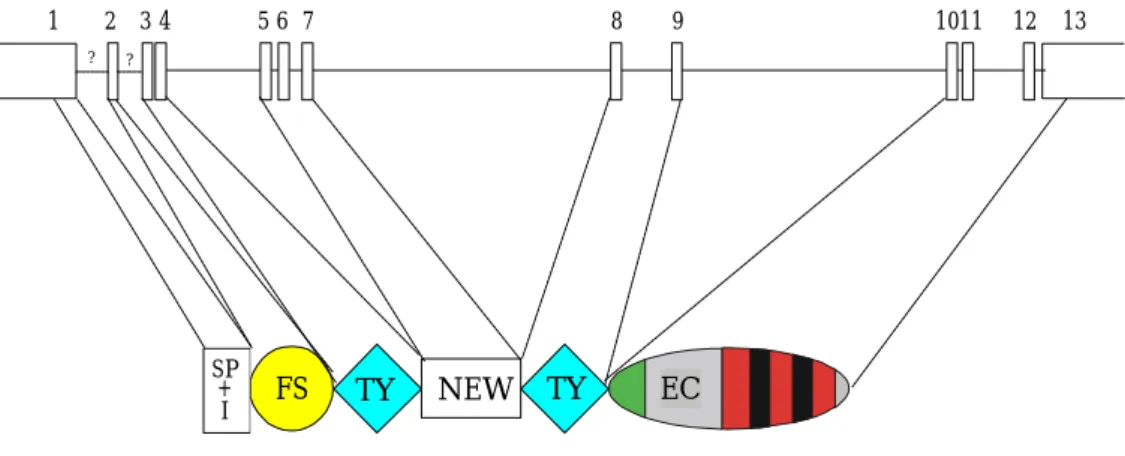 Abbildung 2.8 Exon-Intron-Struktur von humanem SMOC-2. Alle Exons sind durchnummeriert und umfassen  den gesamten kodierenden Bereich von SMOC-1