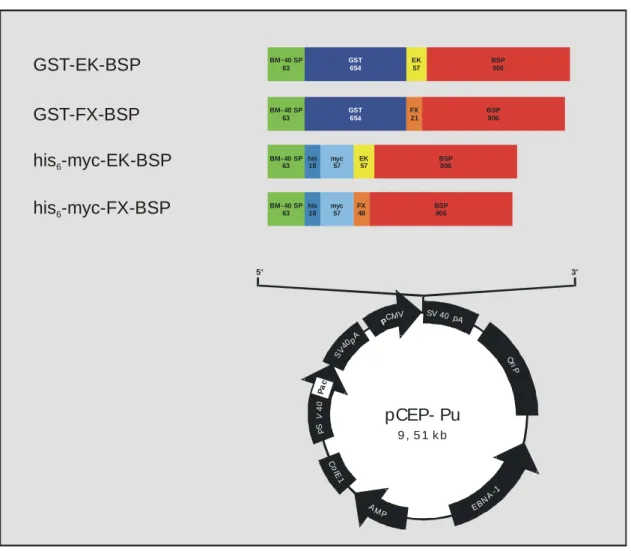 Abb. 5: Eukaryotischer Expressionsvektor pCEP-Pu.