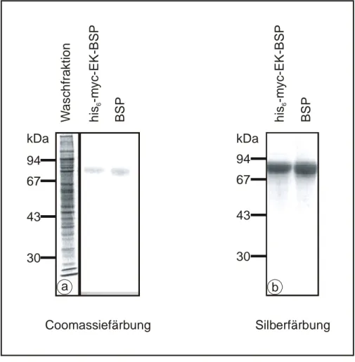 Abb. 8: Nickel-affinitätsgereinigtes rekombinantes BSP aus EBNA-293 Zellen.