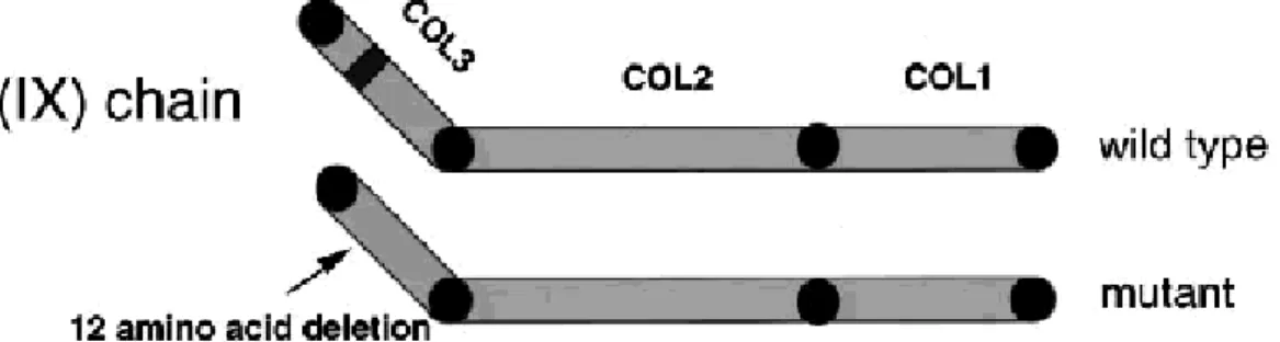 Abb. 5: Schematisch dargestellte Domänenorganisation der Kollagen αα2(IX)-Kette und Lokalisation der Deletion, die MED verursacht