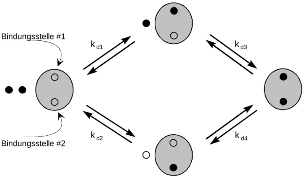 Abb. 7: Mikroskopisches Bindungsmodell. Der Ligand kann entweder erst mit k d1  an Bindungsstelle #1, dann mit k d3  an #2 binden, oder in umgekehrter Reihenfolge erst mit k d2  an #2, und dann mit k d4  an Bindungsstelle #1.