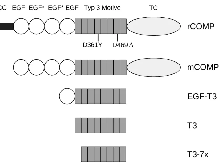 Abb. 10: Domänenstruktur von rekombinant exprimiertem COMP. Das Vollängekonstrukt rCOMP entspricht dem pentameren Wildtyp