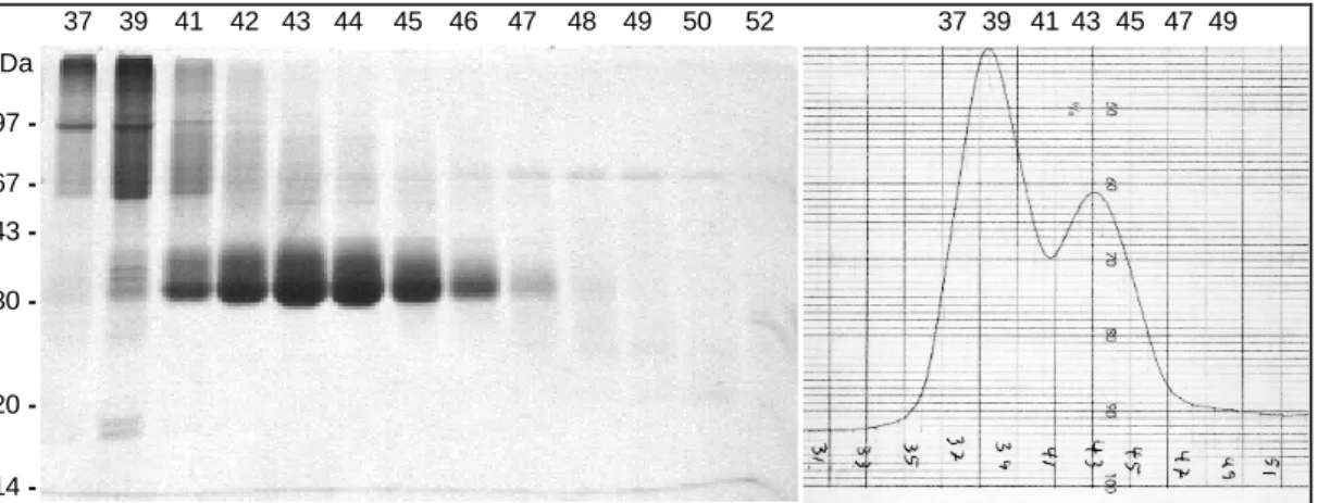 Abb. 16: Gelfiltration von T3-D361Y auf Sephadex G75 (F25-30 der ersten Ionenaustauschchromatographie)