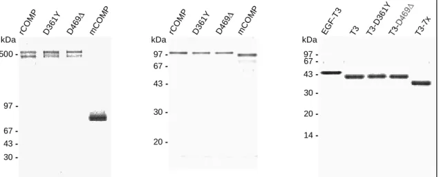 Abb. 17: SDS-PAGE der rekombinant exprimierten COMP Proteine nach Aufreinigung. Es wurden jeweils 1,5-2 µg Protein aufgetragen und das Gel anschließend Coomassie-gefärbt; links: 4-15% SDS-PAGE, nichtreduzierend; Mitte: 12% SDS-PAGE, reduzierend; rechts: 15