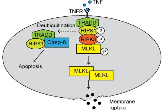 Figure  5.  Necroptosis.  Recognition  of  tumor  necrosis  factor  (TNF)  by  the  TNF  receptor  (TNFR)  leads  to  the  assembly  of  the  necrosome