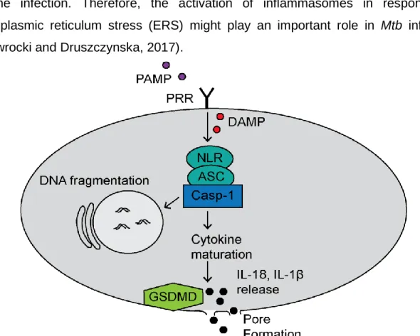 Figure  6.  Canonical  pathway  of  pyroptosis.  Recognition  of  danger-associated molecular  patterns (DAMP) or PAMP activate the inflammasome, which consists of PRR, adapter protein 