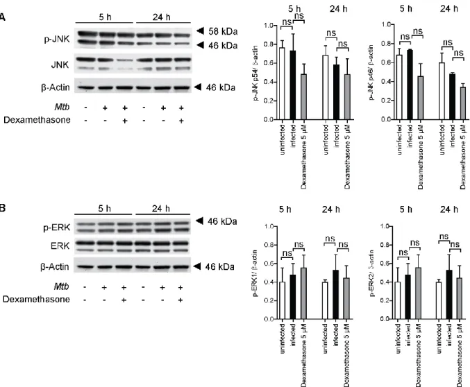 Figure 9. Infection with Mtb does not lead to phosphorylation of c-Jun N-terminal kinase  (JNK) or extracellular signal-regulated kinase (ERK)