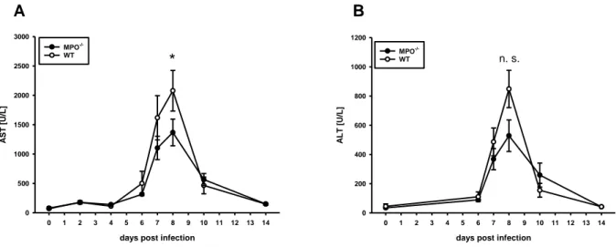 Fig. 3  Course of LCMV-induced hepatitis in MPO -/-  and wt mice: 