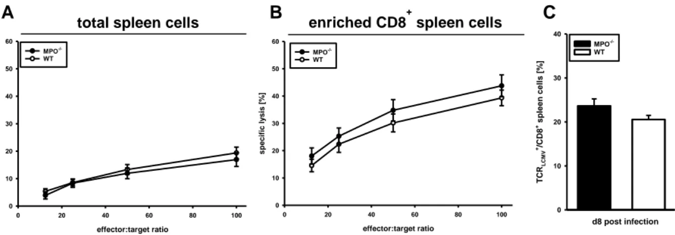 Fig. 9   Cytotoxic activity of splenic CD8 +  T cells on day 8 p.i.. 
