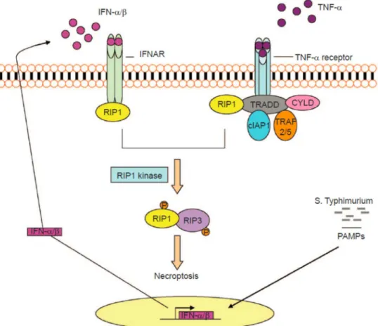 Figure 2. IFN-I-mediated necroptosis in S. Typhimurium-infected macrophages.  