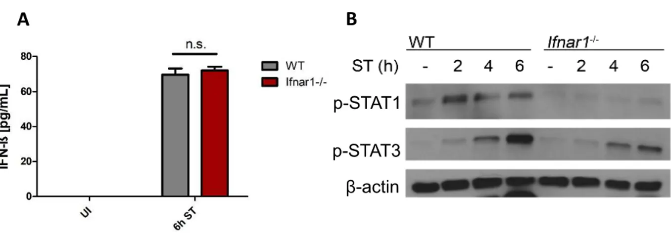 Figure 1. S. Typhimurium infection induces IFN-I signaling pathways in macrophages.  