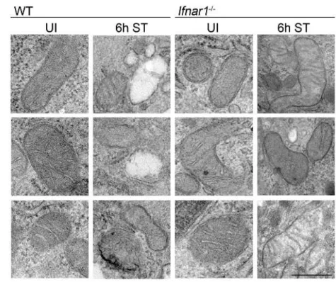 Figure 3. IFN-I signaling exacerbates S. Typhimurium-induced mitochondrial damage. 