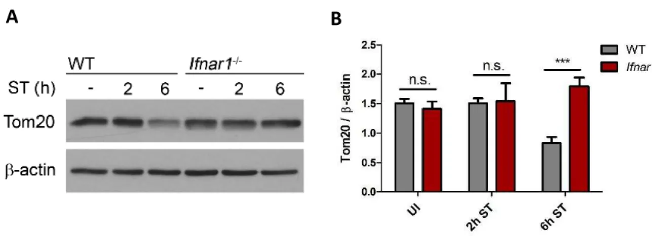 Figure 5. IFN-I signaling decreases mitochondrial mass of S. Typhimurium-infected macrophages.