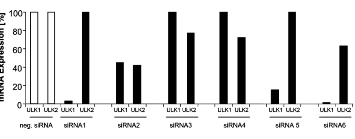 Abb. 12 Bestimmung der Spezifität und Effektivität verschiedener siRNAs zur Hemmung  der Expression von ULK1 und ULK2 durch qRT-PCR