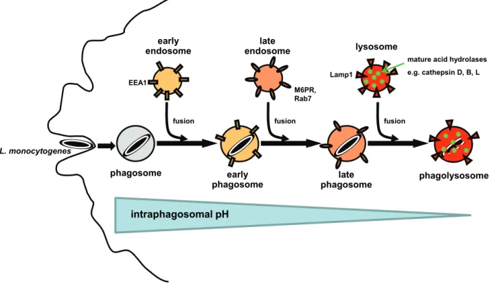 Fig. 1: Schematic overview of phagosomal maturation into phagolysosomes by sequential  fusion with early endosomes, late endosomes and finally lysosomes