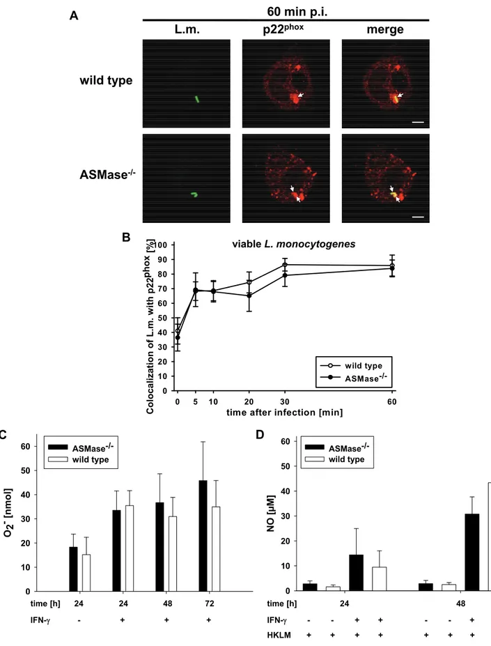 Fig. 3: Normal activity of oxidative effector mechanisms in ASMase -/-  macrophages. 