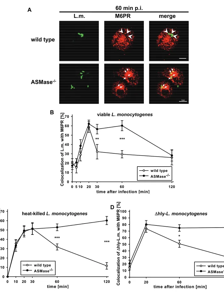Fig. 5: Prolonged colocalization of viable, heat-killed and Δhly-L. monocytogenes with M6PR in  ASMase -/-  macrophages