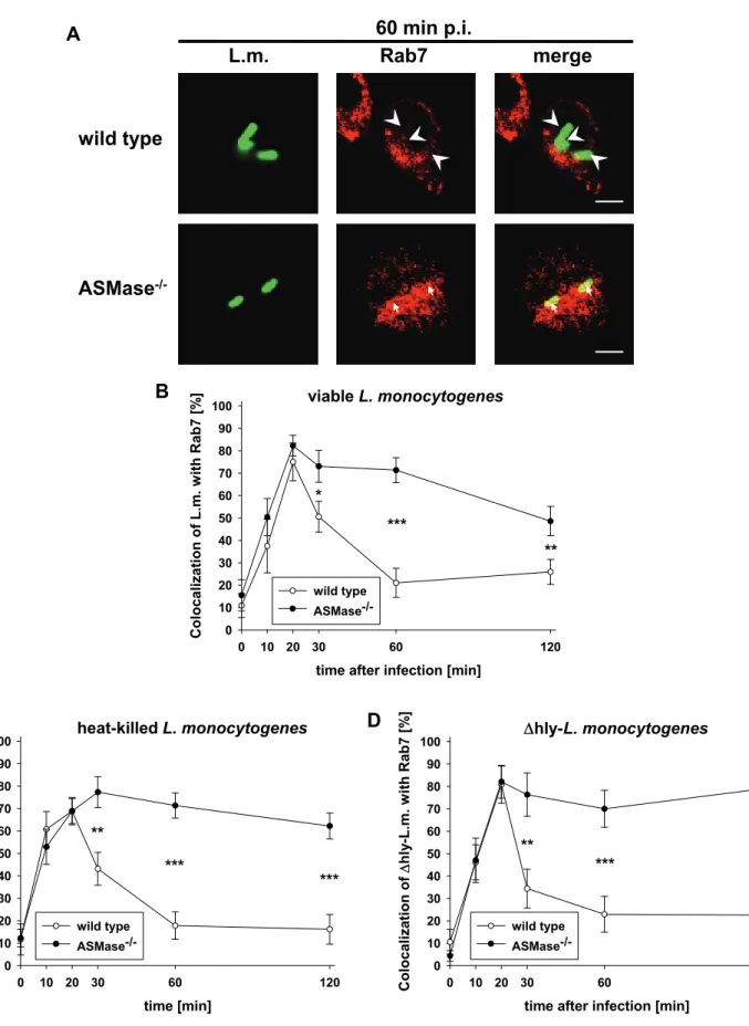 Fig. 6: Sustained colocalization of viable, heat-killed and Δhly-L. monocytogenes with Rab7 in  ASMase -/-  macrophages