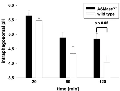 Fig. 7: Impaired acidification of phagosomes containing HKLM in ASMase -/-  macrophages