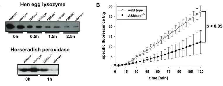 Fig. 11: Impaired proteolytic activity in ASMase -/-  macrophages. 