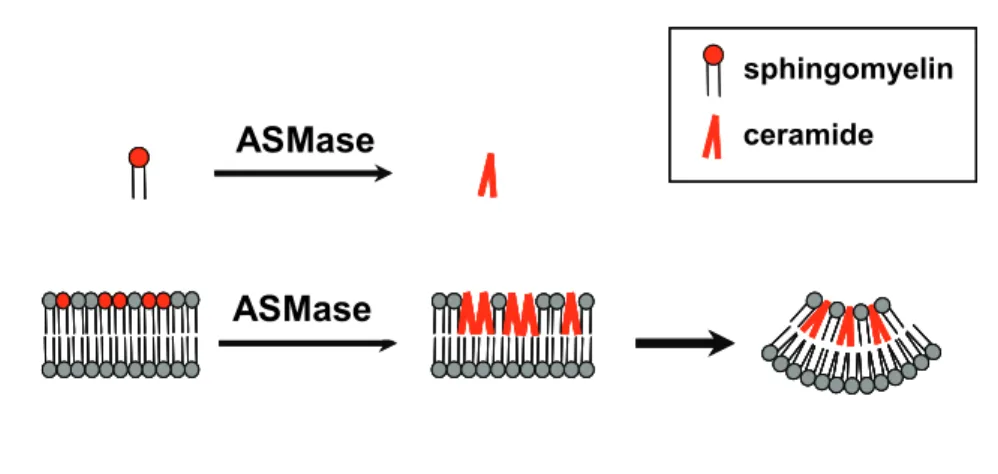Fig. 1  Effects of ASMase on lipid bilayers 
