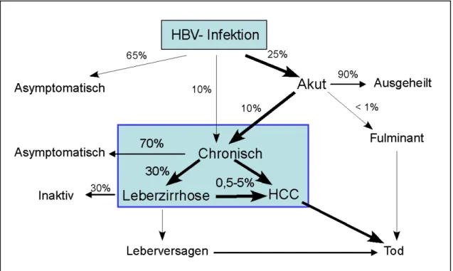 Abb. 1.4: Verlauf einer HBV-Infektion 