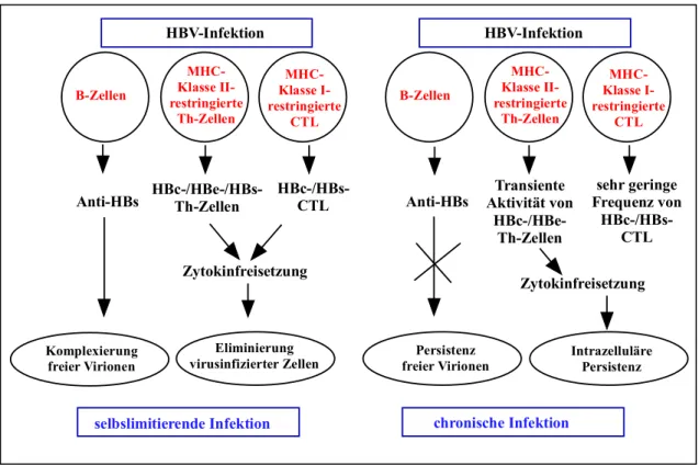 Abb. 1.6: Zelluläre und humorale Immunantwort bei selbstlimitierendem und  chronischem Verlauf einer HBV-Infektion
