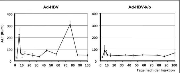 Abb. 2.3: Zeitverlauf der Leberentzündung nach HBV-Genomtransfer 