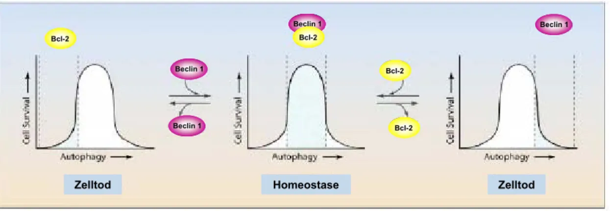 Abb. 6  Model zur Funktion des Bcl-2-Beclin 1-Komplexes zur Autophagieregulation. 