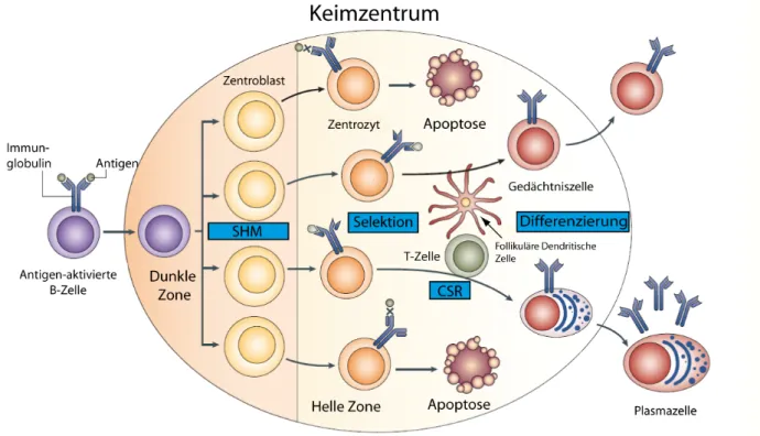 Abbildung 2: Schema zur Reifung der B-Lymphozyten innerhalb des Keimzentrums. 