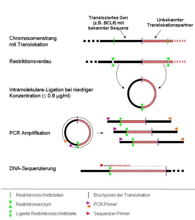 Abbildung 6: Schematische Darstellung der Long-Distance-Inverse PCR Methode zur Identifikation  unbekannter Translokationspartner