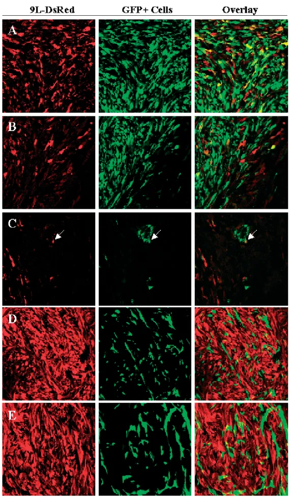Figure 6. BM-TIPC mediate in vivo transduction of rat glioma cells. BM-TIPC were injected intratumorally into established 9L-DsRed gliomas in Fischer rats