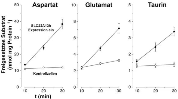 Abb. 5   SLC22A13h vermittelter Efflux von Aspartat, Taurin und Glutamat 