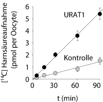 Abb. 6   Zeitverlauf der Harnsäureakkumulation durch URAT1 