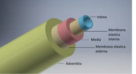 Figure 1 Schematic structure of an  artery with the designation of the  individual  functional  layers  (Adventitia,  Media  &amp;  Intima)  and  the related connecting layers