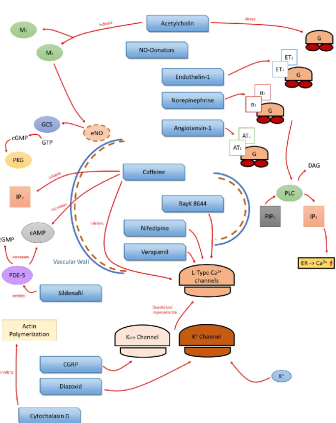 Figure  20  Overview  of  the  vasoactive  mechanisms  of  action  of  all  substances  used  in  this  study