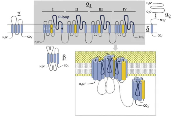 Figure  1.  Subunit composition and transmembrane topology of high-voltage activated calcium channels