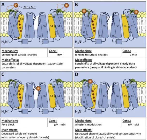 Figure  4. Mechanisms of modulation of voltage-gated calcium channels by polyvalent inorganic cations