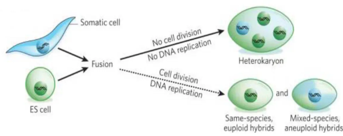 Figure 3. Schematic representation of reprogramming brought about fusion of somatic  cells with ES cells leading to formation of fusion hybrids
