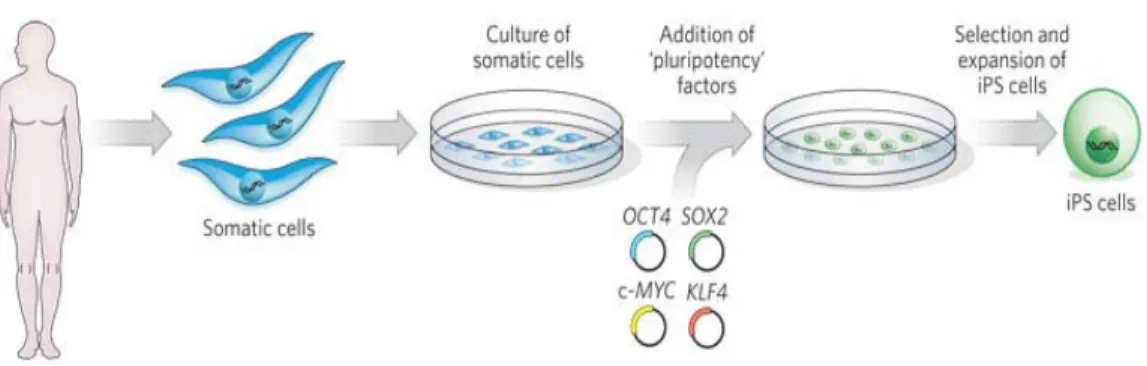 Figure 5. Induction of pluripotency in adult cells by retroviral transduction of  transcription factors