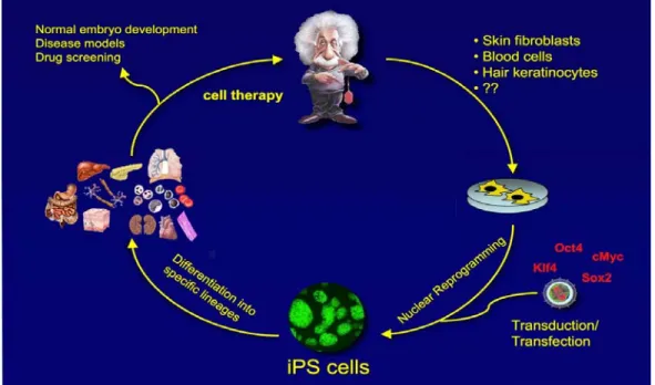 Figure 8: Potential applications of research on reprogrammed cells.  