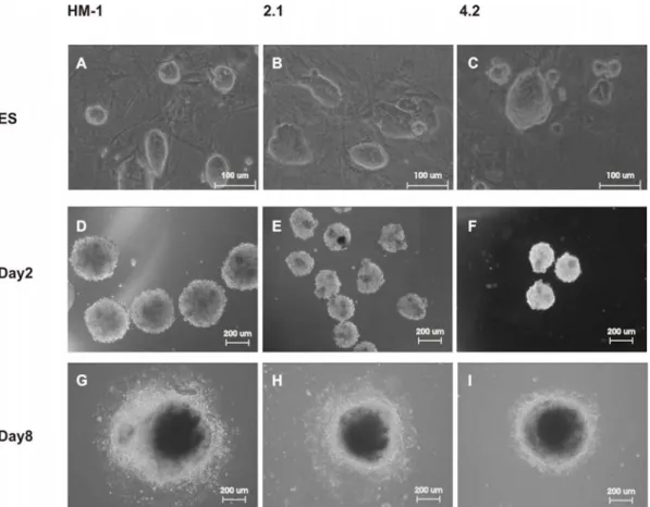 Figure 10. Pluripotency of HM-1 ES and FH cells. (A-C) Pluripotent colonies of HM-1ES  (A) FHclone 2.1(B) and FH clone 4.1(C).Scale=100um