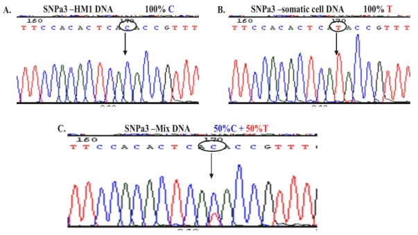 Figure 13 shows the result of sequencing of the SNP on chromosome 3 of this control  setup demonstrating the presence of dual peak (nucleotides C and T) at position 170 in  1:1 mixed DNA