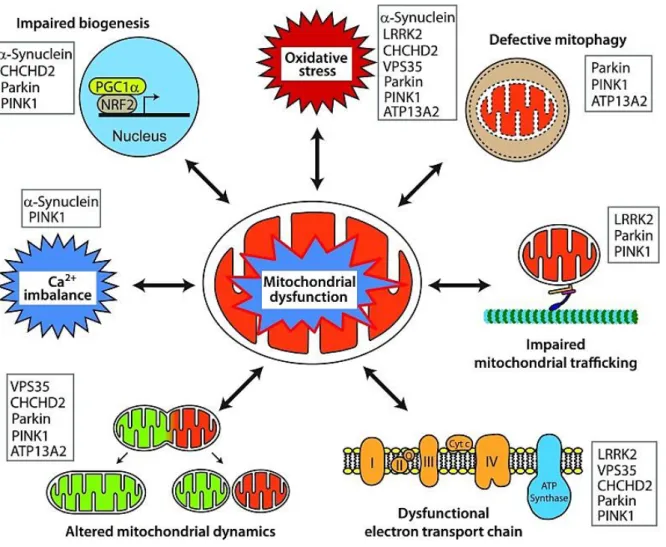 Fig.  1-1  Mitochondrial  dysfunction  upon  PD-related  gene  mutations  is  linked  to  a  variety  of  pathways