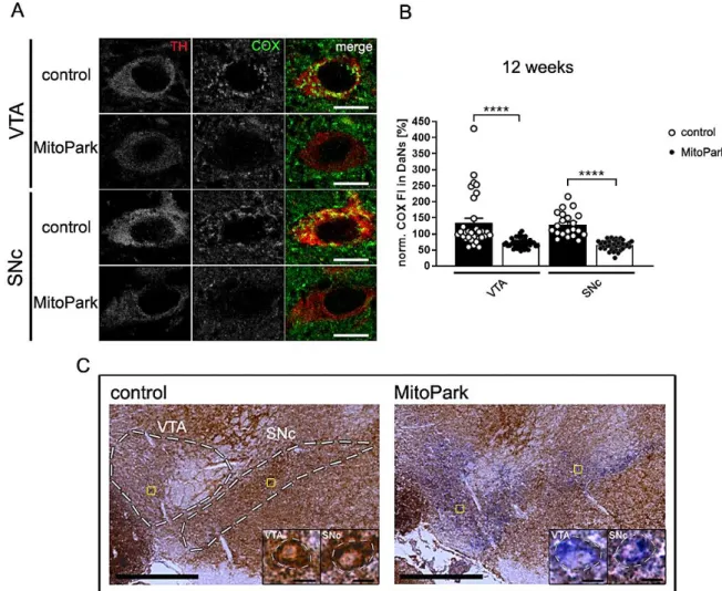 Fig. 3-2 Mitochondrial respiratory chain integrity is lost in dopaminergic neurons of MitoPark mice