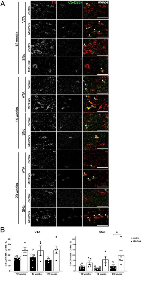 Fig.  3-3  Colocalization  of  TH  and  calbindin-D28k  (Cb-D28k)  in  the  midbrain  of  12-,  14-,  and  20-week-old  MitoPark mice