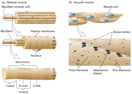 Fig. 1 Schematic illustration of (A) skeletal and (B) smooth muscles (according to Lodish 4th Ed)