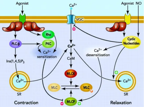 Fig. 2 Schematic illustration of the signals that regulate and control the smooth muscle cell contraction and  relaxation (according to Puetz et al 2009) 16 